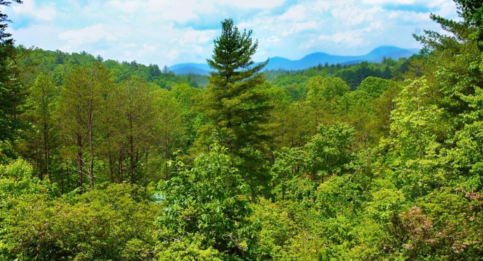 Long Mountain Lodge Bed & Breakfast Dahlonega Exterior foto